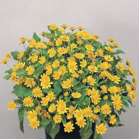 Melampodium blumen wachsend in containers