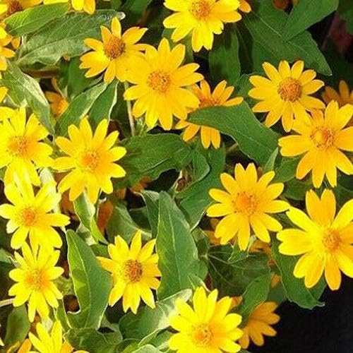 Melampodium paludosum blume samen for anpflanzung