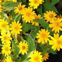 Melampodium paludosum blume samen for anpflanzung