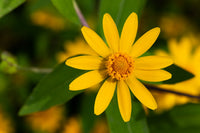 Melampodium Blumensamen zur Aussaat leuchtend Traditionssorte & ohne Gentechnik Samen Hausgarten