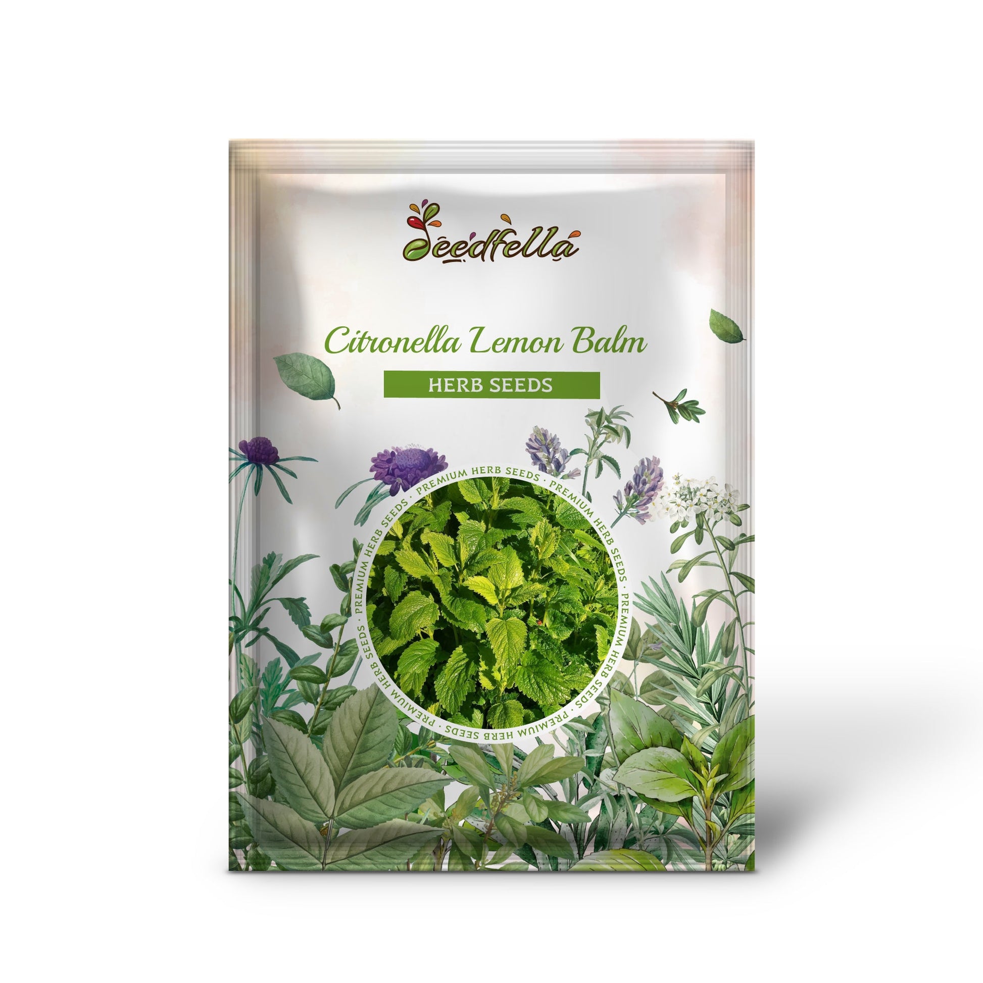 Melissa officinalis Citronella Kraut grown from Samen with green leaves