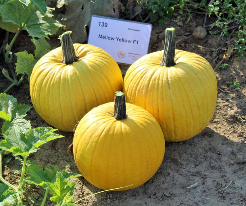 Gelb Jamaican Pumpkin Planting Samen