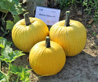 Gelb Jamaican Pumpkin Planting Samen