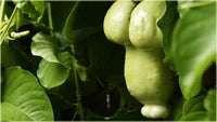 Grüne penis melon samen für home garten and raised beds