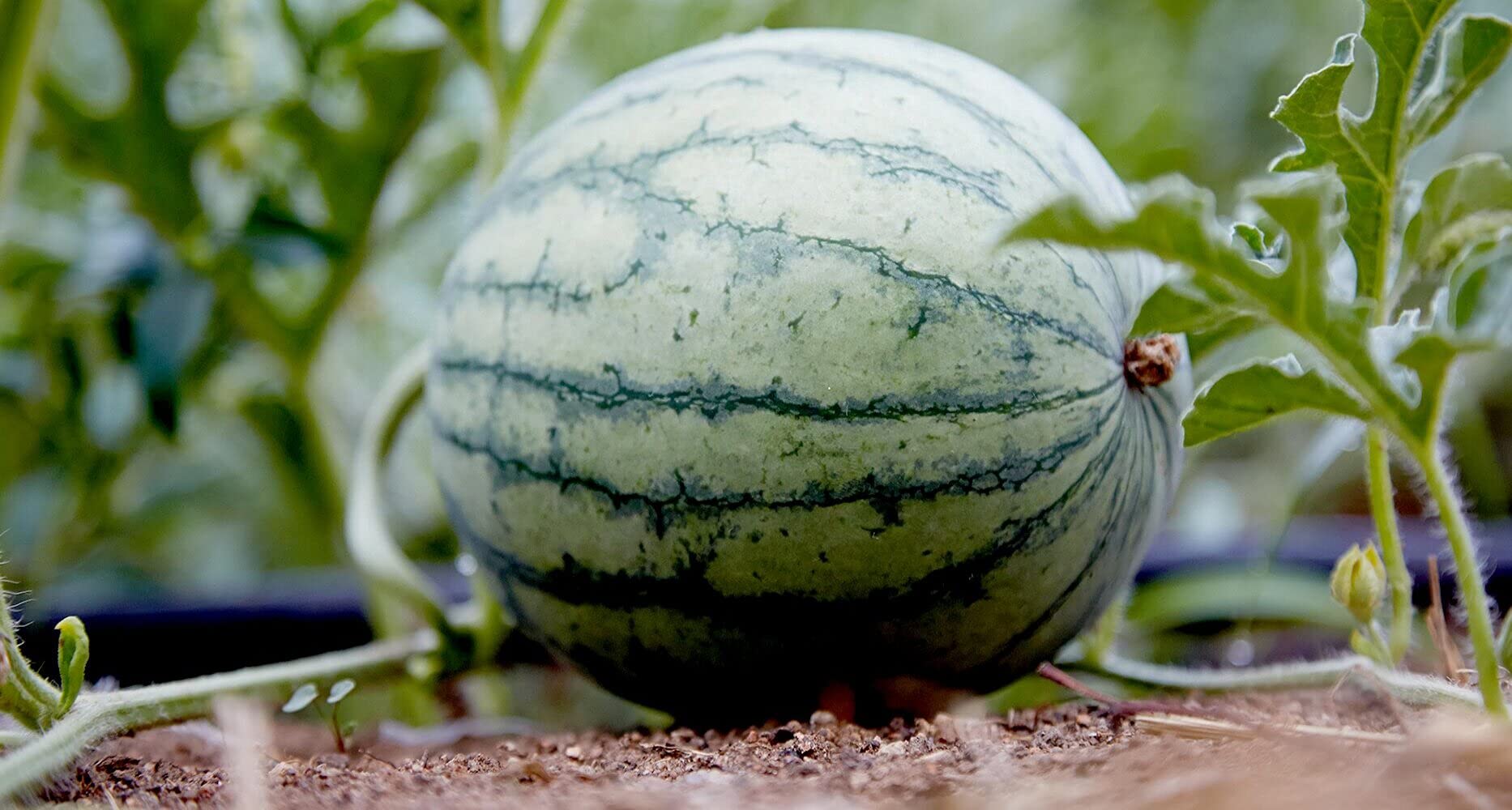 Melon vines wachsend in a garten