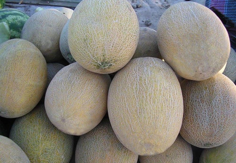 Melone amal f2 hybrid melon samen für aussaat
