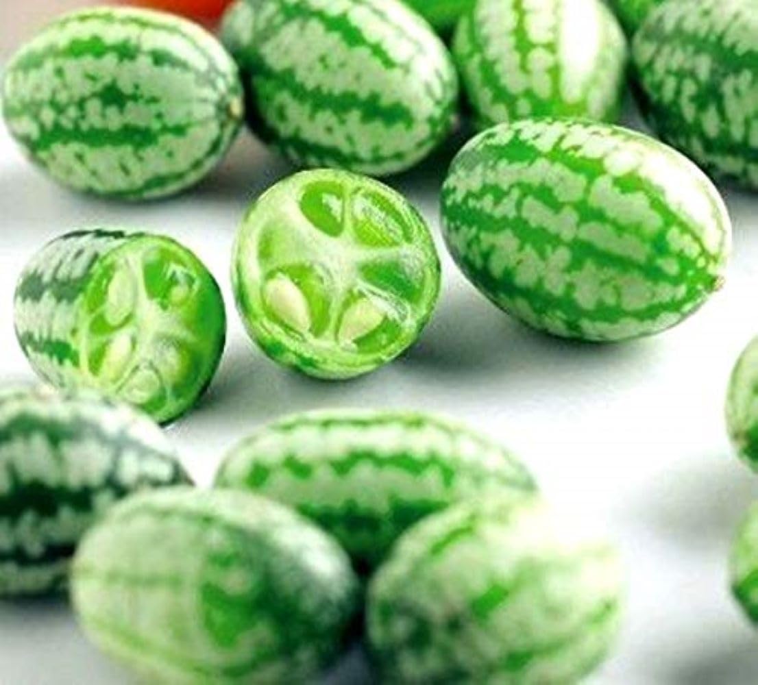 Small crunchy cucumbers gezogen aus melothria scabra samen