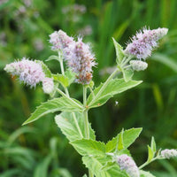 Mentha piperita foliage Anbau in a Garten bed