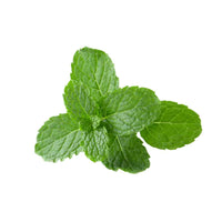 Closeup of Mentha spicata leaves with frisch aroma
