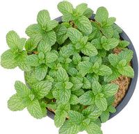 Mentha x villosa green foliage grown from Samen