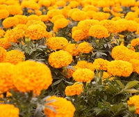 Gelb Mittagsgold Blumensamen zur Aussaat Halbschatten verträglich Traditionssorte & ohne Gentechnik Samen Hausgarten