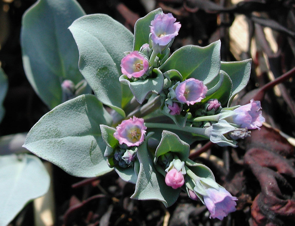 Mertensia Maritima Blumensamen zur Aussaat Garten beliebt Traditionssorte & ohne Gentechnik Samen Hausgarten