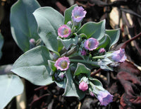 Mertensia Maritima Blumensamen zur Aussaat Garten beliebt Traditionssorte & ohne Gentechnik Samen Hausgarten