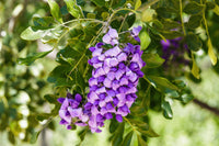 Mescal Blumensamen zur Aussaat Anzucht Traditionssorte & ohne Gentechnik Samen Hausgarten