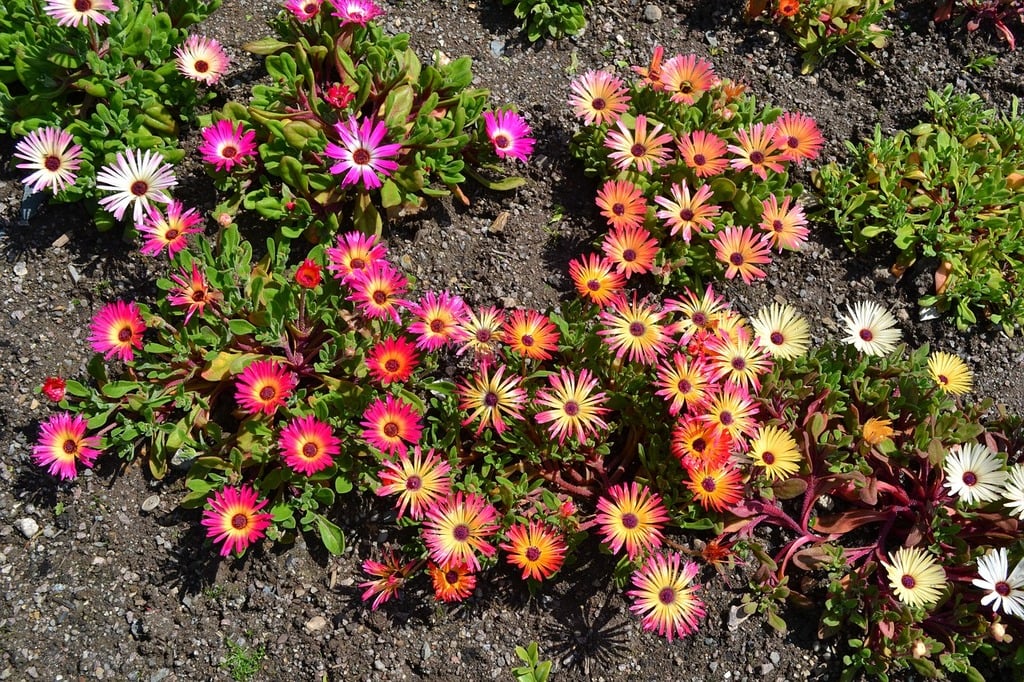 Mesembryanthemum Blumensamen zur Aussaat Bestäuber freundlich Traditionssorte & ohne Gentechnik Samen Hausgarten