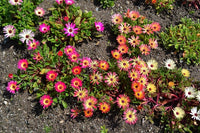 Mesembryanthemum Blumensamen zur Aussaat Bestäuber freundlich Traditionssorte & ohne Gentechnik Samen Hausgarten