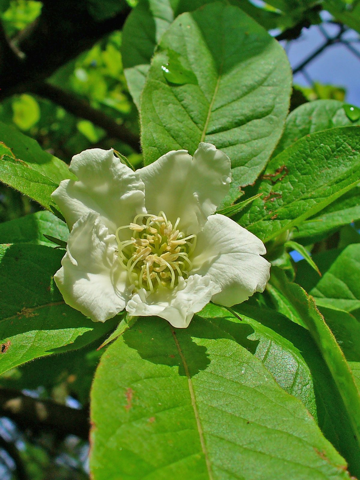 Braun Mespilus Germanica Blumensamen zur Aussaat – kompakt Wuchs – Traditionssorte & ohne Gentechnik Samen Hausgarten