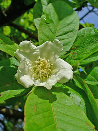 Braun Mespilus Germanica Blumensamen zur Aussaat – kompakt Wuchs – Traditionssorte & ohne Gentechnik Samen Hausgarten