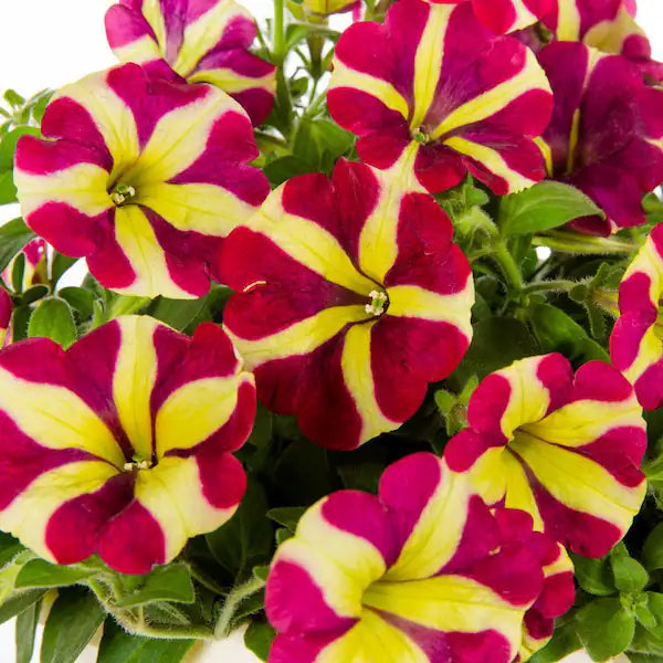 Rot & Gelb Petunie Blumensamen zur Aussaat – Bestäuber freundlich – Traditionssorte & ohne Gentechnik Samen Hausgarten