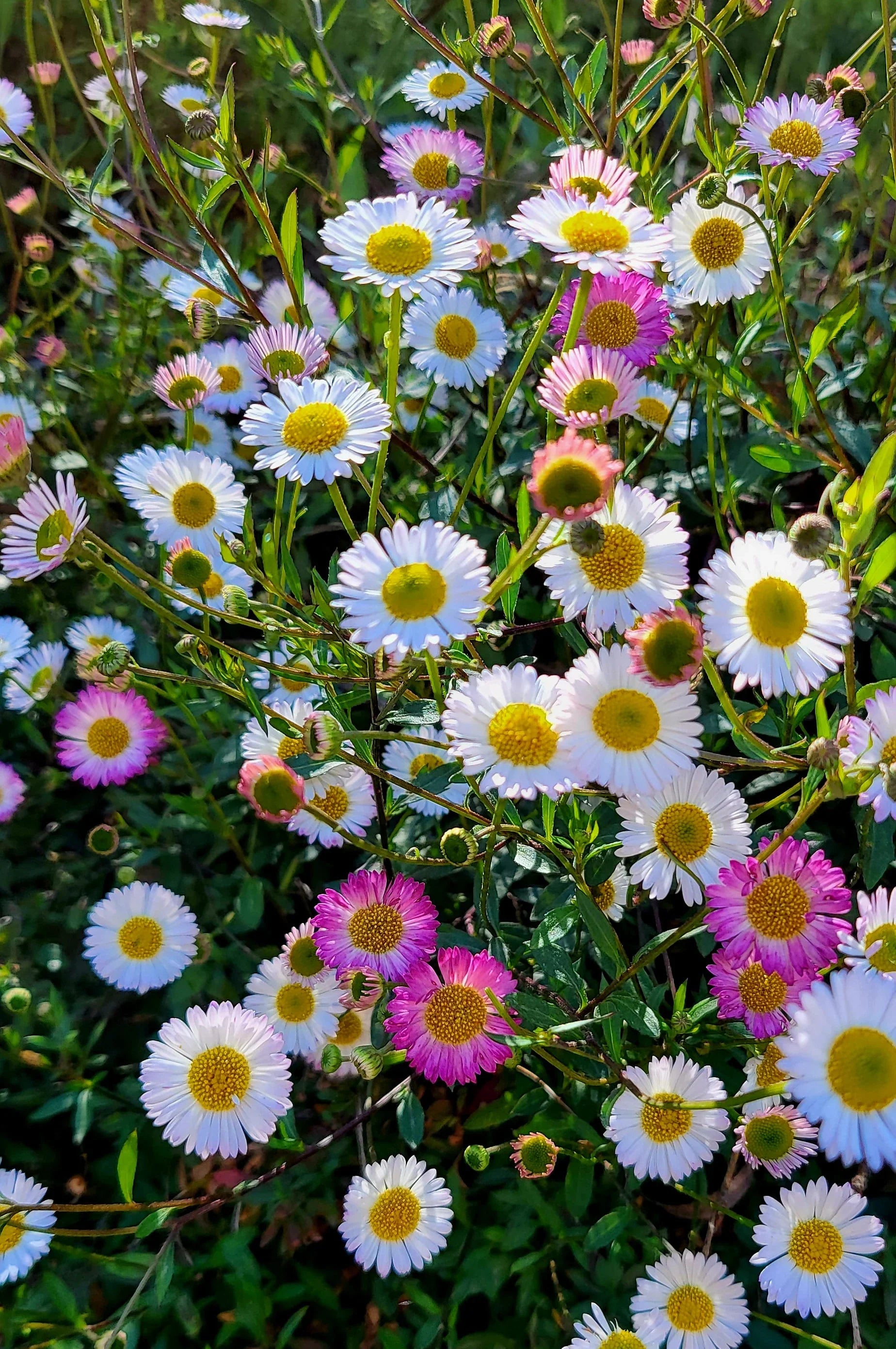 Mexican fleabane blumen in mixed pastel colors
