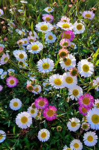 Mexican fleabane blumen in mixed pastel colors