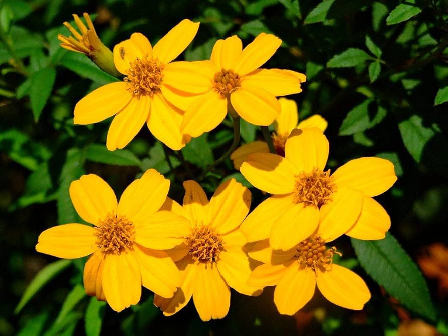 Mexican marigold tagetes seedlings wachsend outdoors