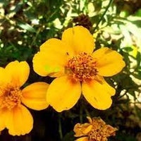 Mexican Mint Marigold Samen thriving in sunny container gardens