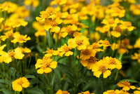 Mexican Mint Marigold Samen Tagetes lucida producing golden-yellow blooms