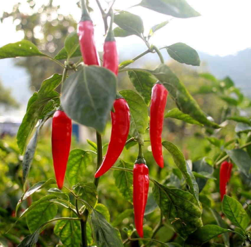 Mexican pepper samen für home garten and spice garten