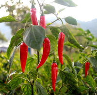 Mexican pepper samen für home garten and spice garten