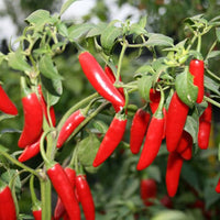 Mexican pepper pflanzen gezogen aus high quality samen