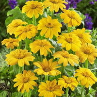 Bright gelb mexican sunflower tree blumen