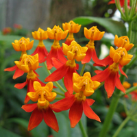 Asclepias Curassavica Blumensamen zur Aussaat – farbenfroh Schau – Traditionssorte & ohne Gentechnik Samen Hausgarten