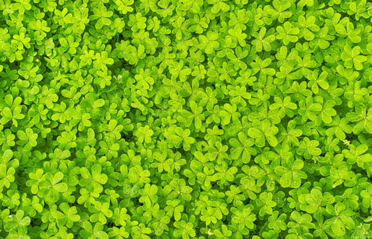 Microclover Samen Trifolium repens