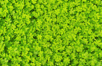 Microclover Samen Trifolium repens