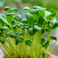 Bockshornklee Microgreens Samen Methi
