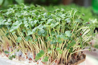 Microgreens seedlings sprouting in trays