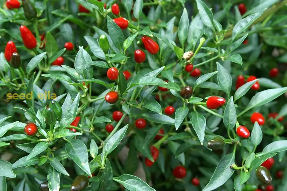 Mild chile pepper garten variety samen