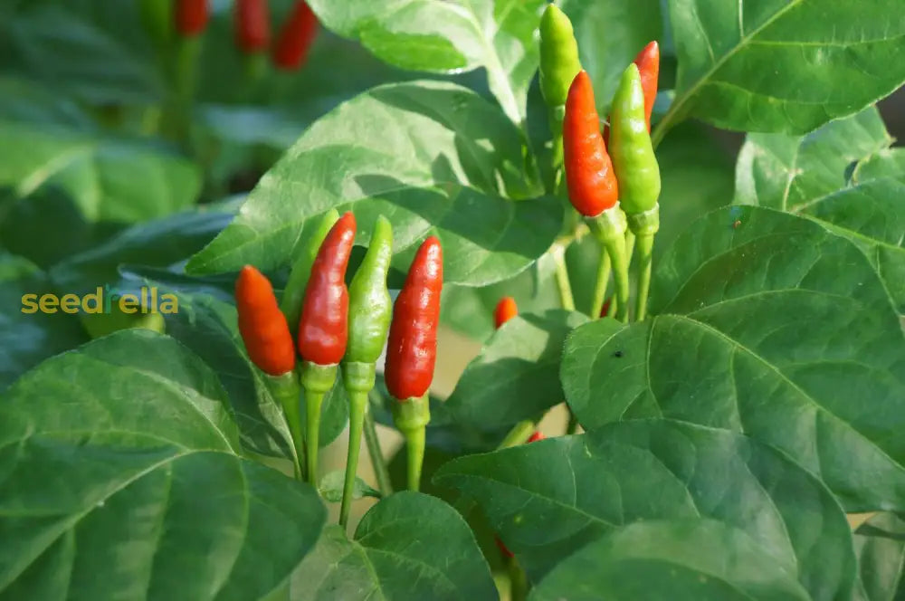 Mild chile pepper samen wachsend guide
