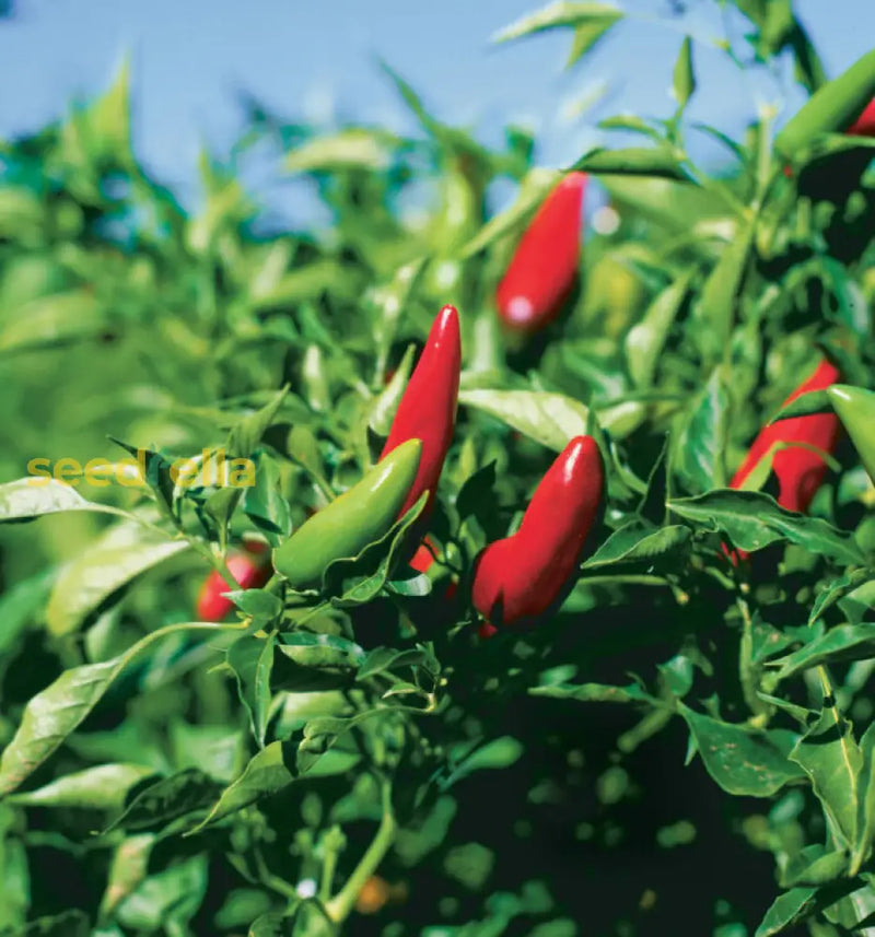 Mild chile pepper samen mix aussaat