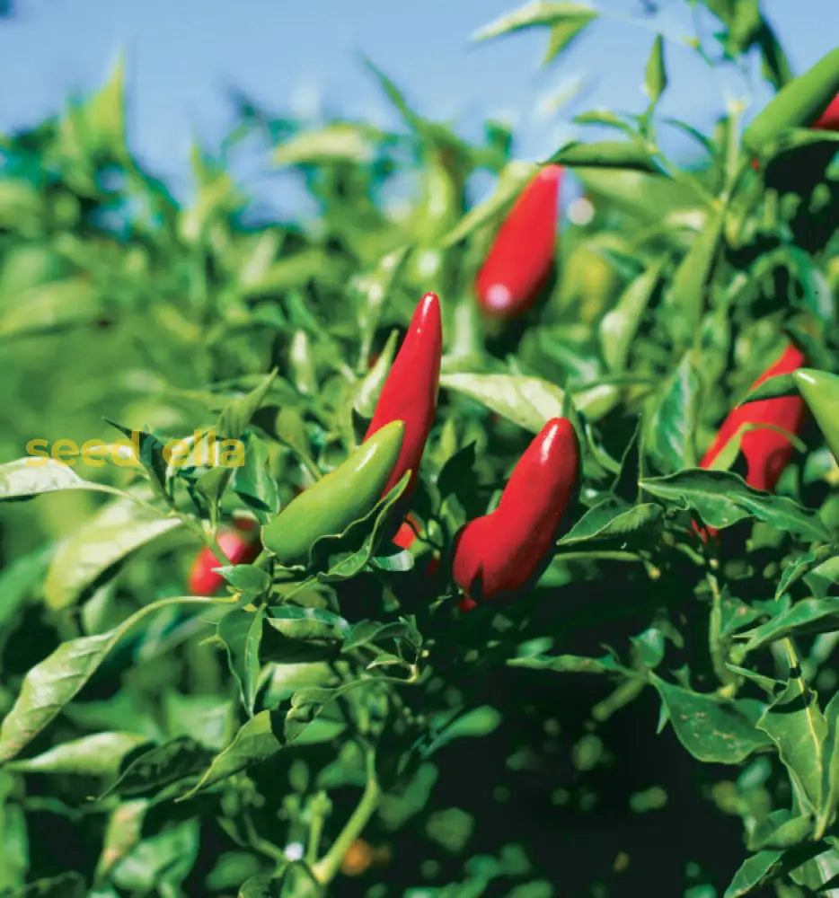 Mild chile pepper samen mix aussaat