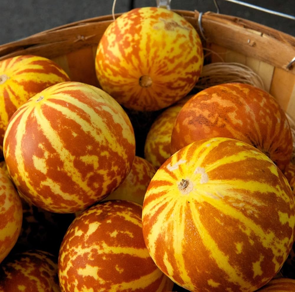 Bonsai melon vines gezogen aus vietnam milk melon samen