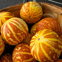 Bonsai melon vines gezogen aus vietnam milk melon samen
