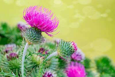 Marbled Green and White Foliage of Blessed Milk Thistle Pflanze
