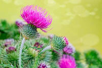 Marbled Green and White Foliage of Blessed Milk Thistle Pflanze