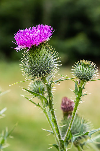 Young Milk Thistle Seedlings Anbau in Full Sun Garten