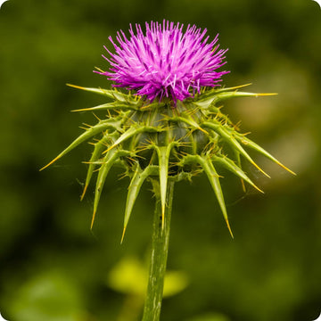 Milk Thistle Samen Silybum marianum purple spiny Blumen