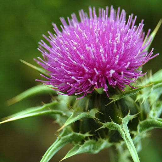 Milk Thistle variegated white-veined foliage grown from Samen