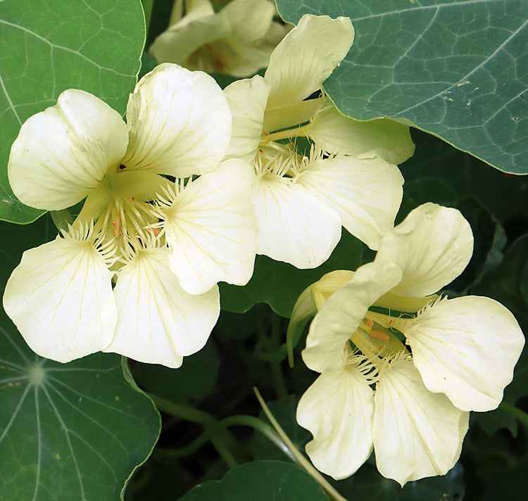 Milkmaid garten blume samen – charming gelb weiß blooms