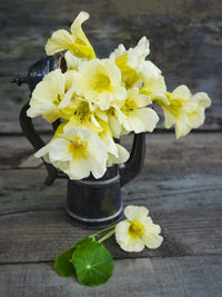 Milkmaid pflanze samen – soft gelb weiß blumen for gardening